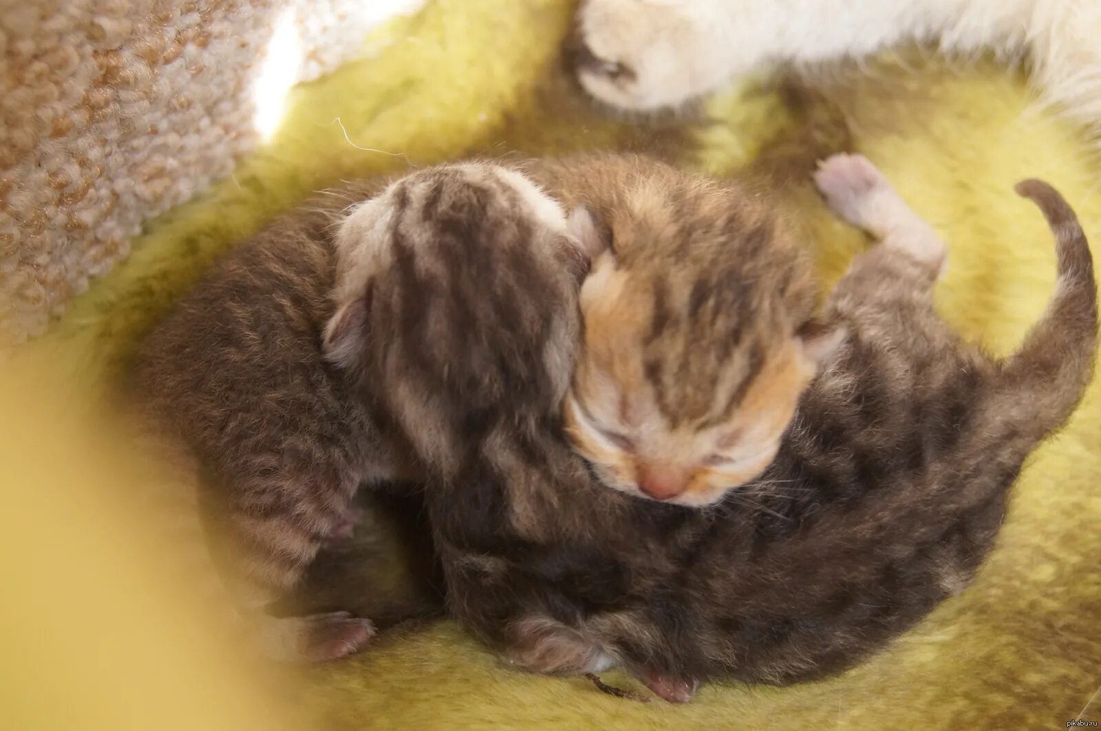 Кошки после рождения котят. Маленькие котята которые только родились. С рождением котят картинки.