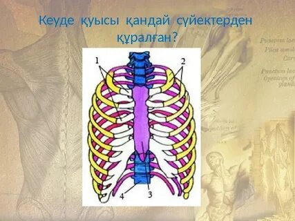 аналардың есектерінің суреттері