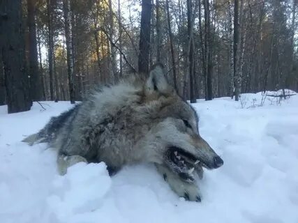 Самарская область собаки