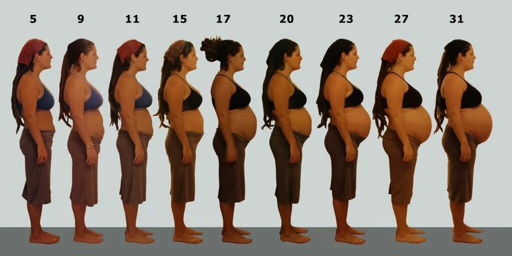 На какой неделе беременности растет живот. Живот беременных по стадиям. Живот по неделям в 1 беременность. Этапы живота при беременности. Рост живота в 1 триместре.