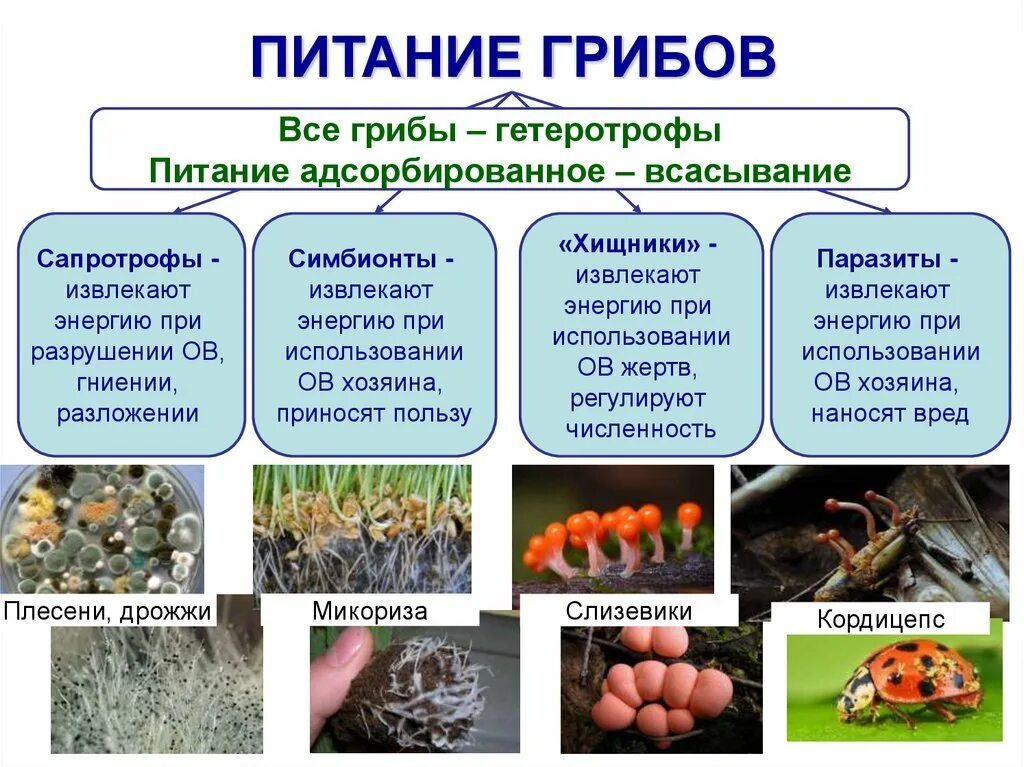 Сапротрофы роль в природе. Грибы сапротрофы Тип питания. Питание грибов сапротрофы паразиты хищники. Класс грибов сапротрофы. Сапротрофы паразиты симбионты.