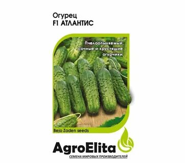 Огурцы сорт атлантис