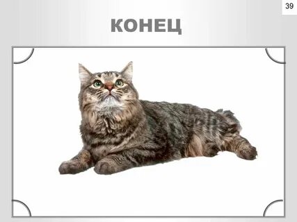 Кот без конца