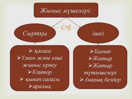 Жыныстық позиция бейнелері