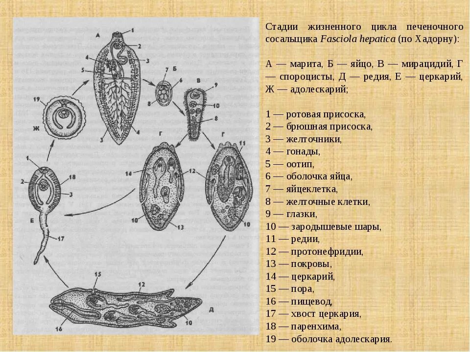 Стадии развития печеночного сосальщика. Цикл развития печеночного сосальщика схема. Стадии жизненного цикла печеночного сосальщика. Схема жизненного цикла печеночного сосальщика. Цикл развития червей сосальщиков