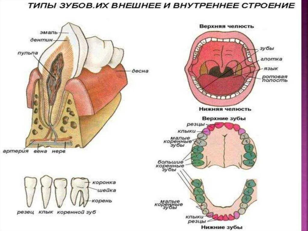 Зубы человека. Строение зубов. Строение человека строение зубов. Строение зубной системы человека. Зубы болят и сверху и снизу