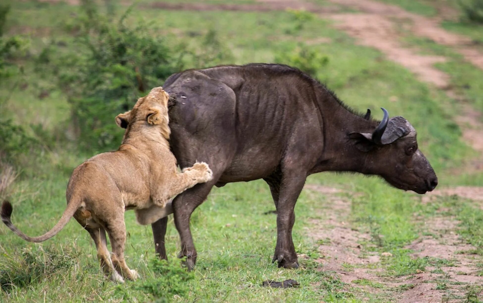 Зверь поедающий своих собратьев. Охота Львов в дикой природе на буйволов.