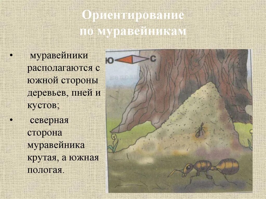 Способы ориентирования на местности 10 класс. Ориентирование по местности. ориентирование на местности по муравейнику. ориентирование по муравейнику в лесу. ориентирование по местности по муравейнику.