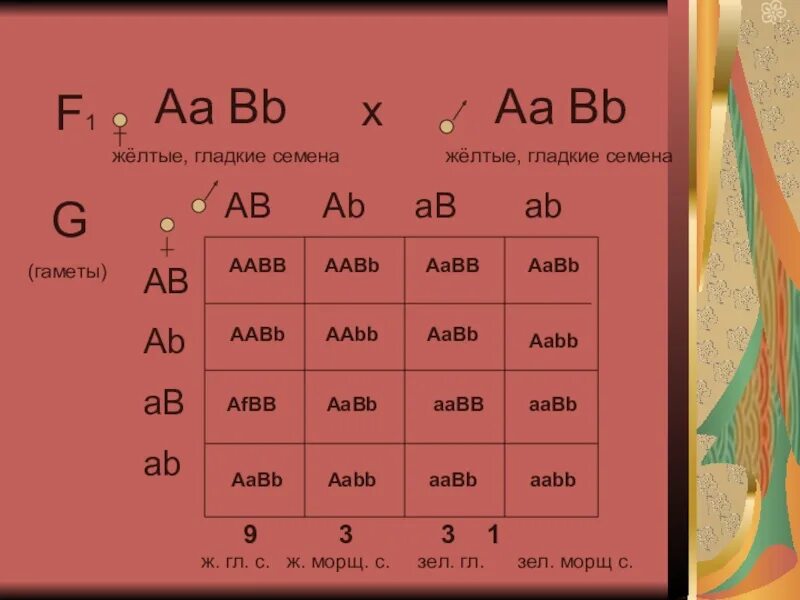 Какие гаметы образует генотип aabb. Ab ab ab ab таблица. Ab*ab. Ab ab генотип. Организмы с генотипом AABB.