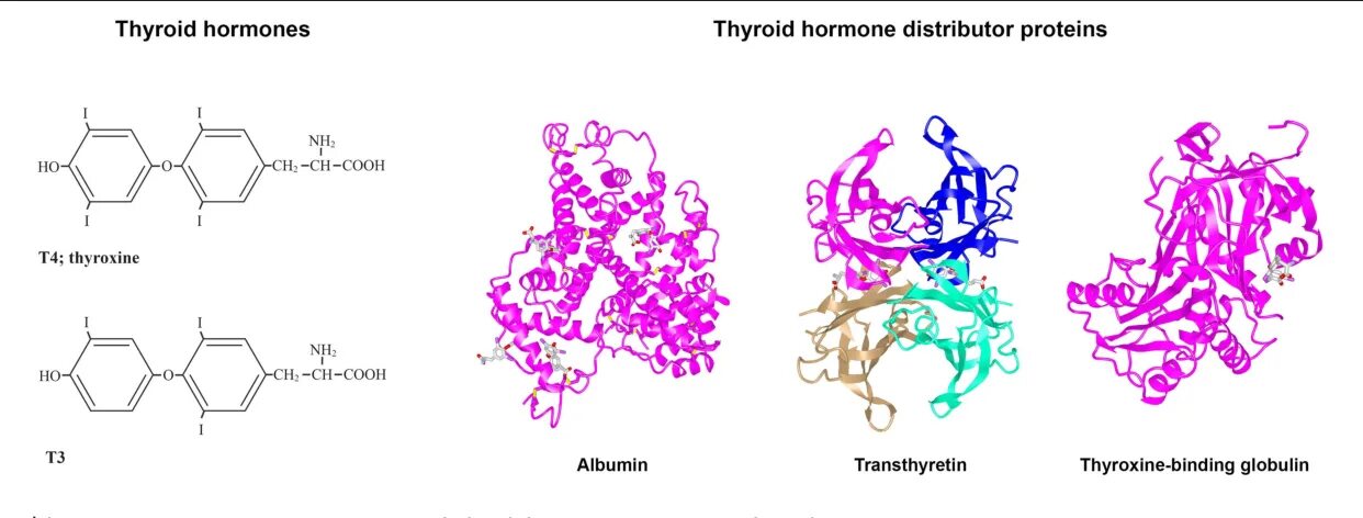 Глобулин связывающий понижен. Альбумины и глобулины строение. Строение альбумина биохимия. Альбумин строение. Тироксинсвязывающий глобулин.
