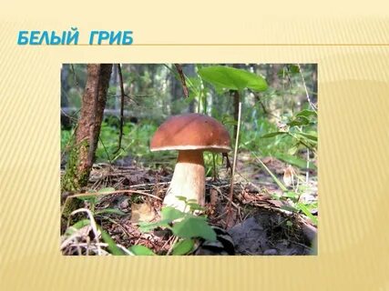 Белый гриб рассказ 3 класс