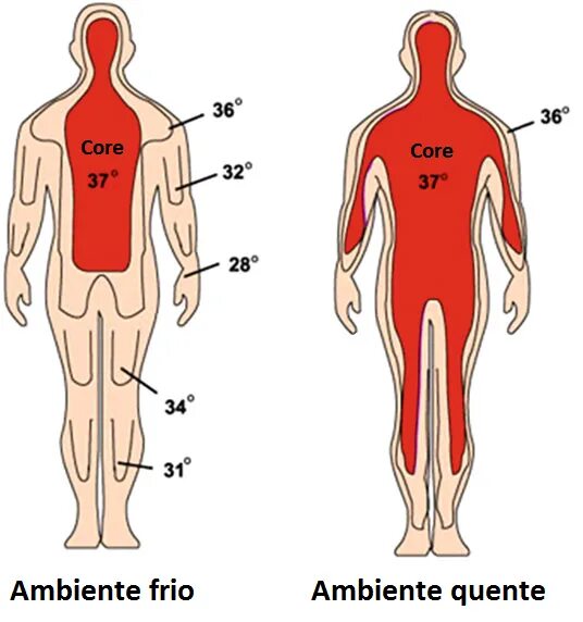 Терморегуляция тела человека. Внутренняя температура человека. Температура внутренних органов человека. Температура тела человека в разных частях тела. Human warm