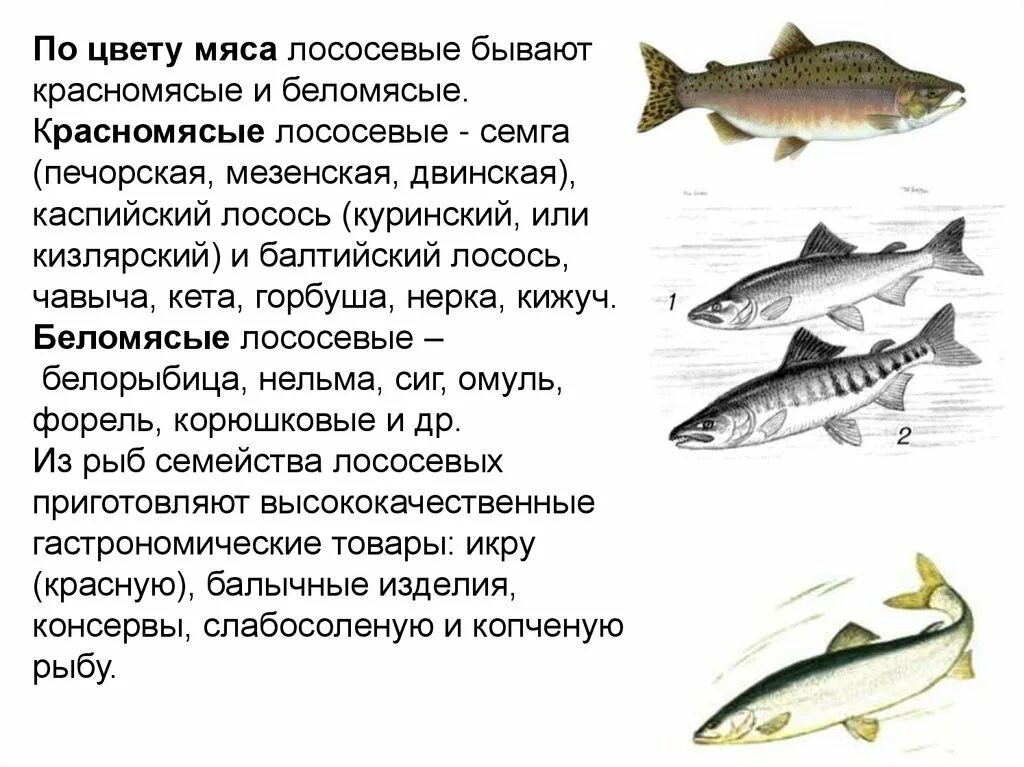 Лосось какая рыба. Семейство лососевых рыб список. Рыбы семейства лососевых список и фото. Сиг рыба семейства лососевых. Белая рыба семейства лососевых.