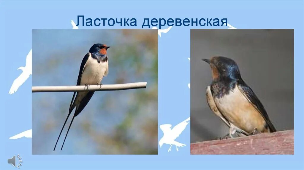 Ласточка. Деревенская ласточка описание. Деревенская ласточка тип класс. Ласточка кратко. Деревенская ласточка описание.