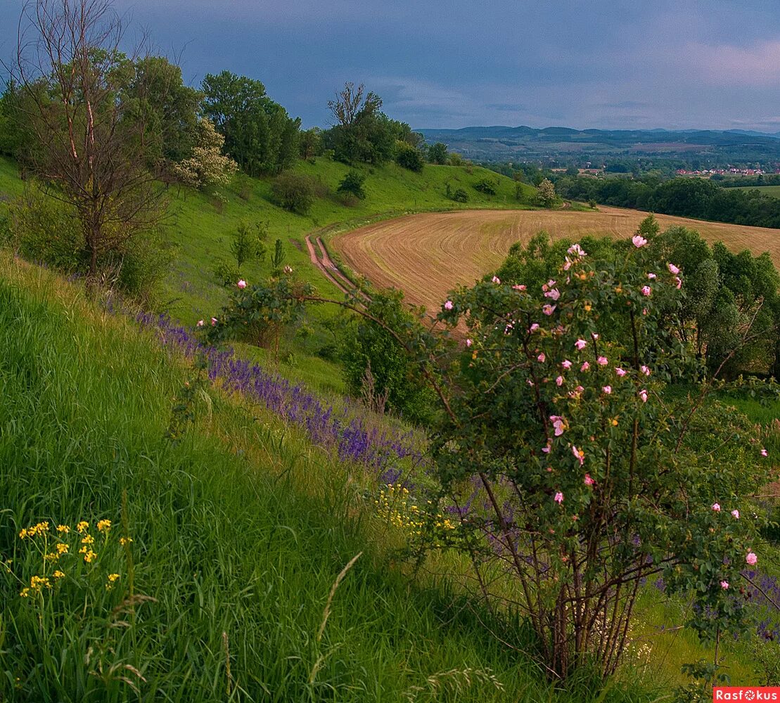 Майский луг фото. Куст сирени в деревне. Смоленские пейзажи. Обл май. Природа подмосковья фото.
