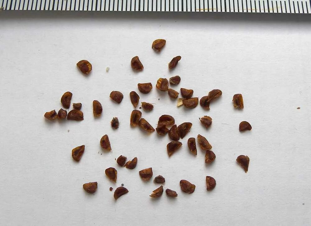 Какие семена можно в мае. Семена гладиолусов. Гладиолус семена. Как выглядят семена гладиолусов. Семена пеларгонии ночная семена.