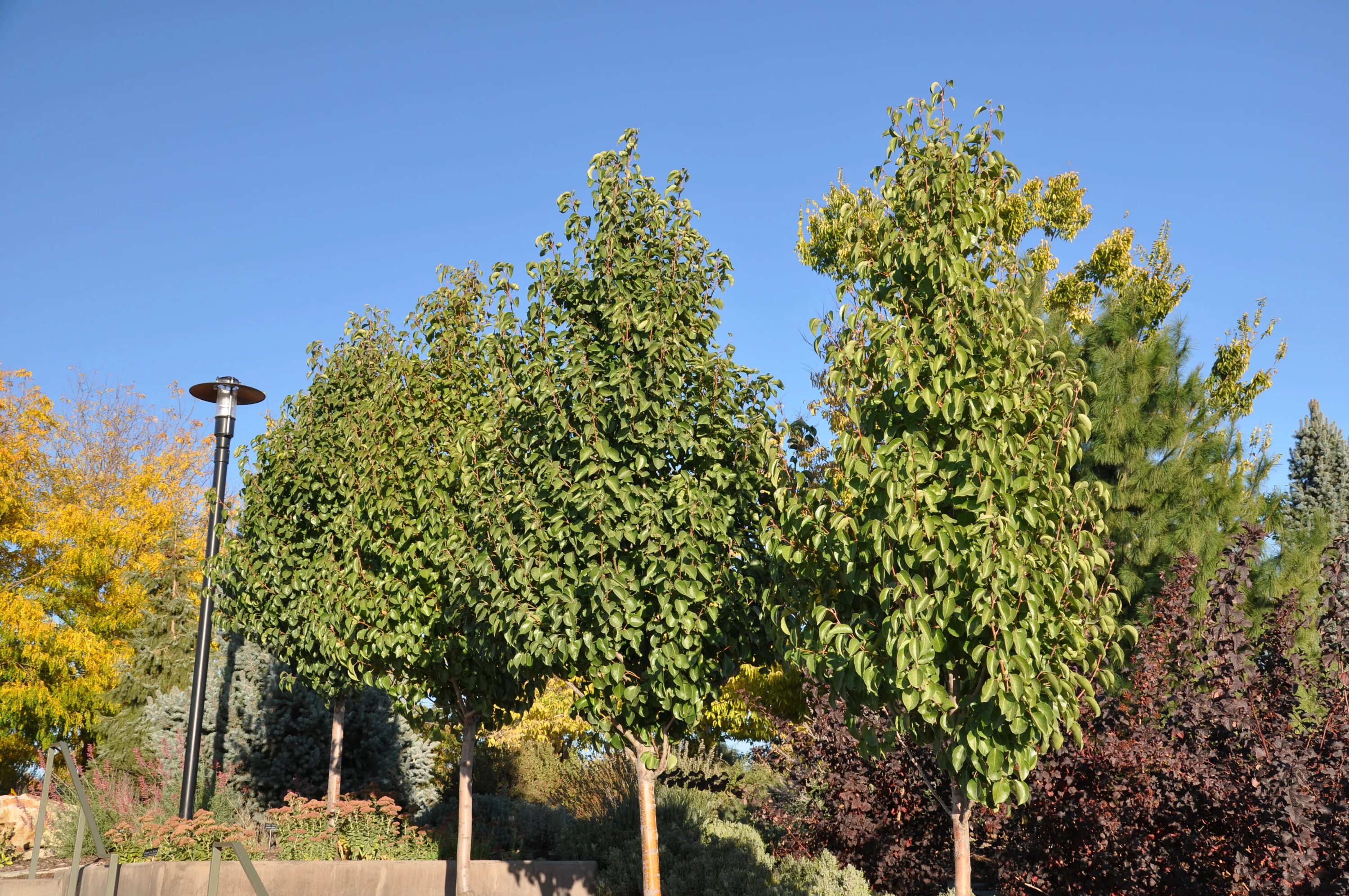 Pin by Hannah Hill on Garden Trees to plant, Garden trees, Garden inspiration