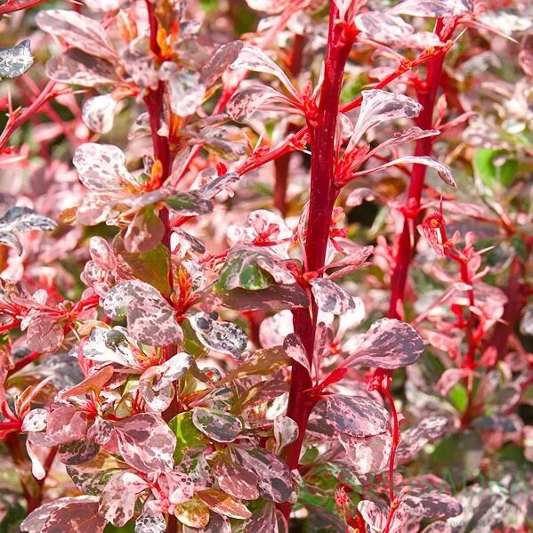 Барбарис тунберга harlequin. Барбарис тунберга arlekin. Барбарис тунберга арлекин. Барбарис тунберга арлекин. Барбарис кустарник арлекин.