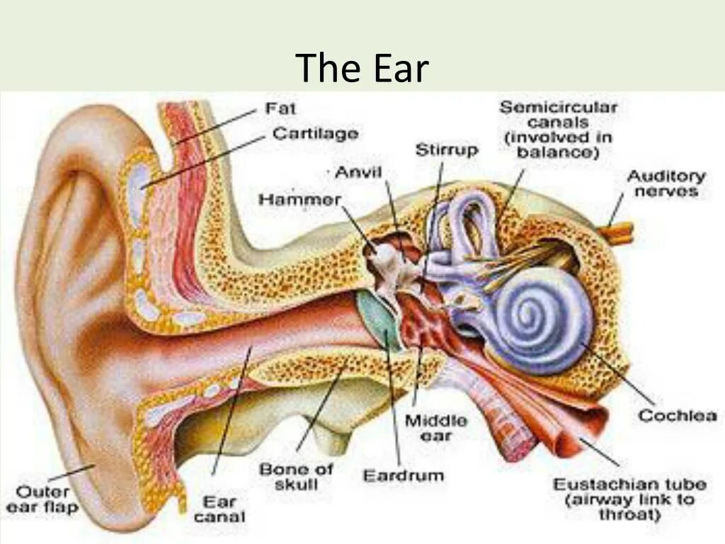 Почему одно ухо плохо. Строение внутреннего уха. Ухо изнутри строение.