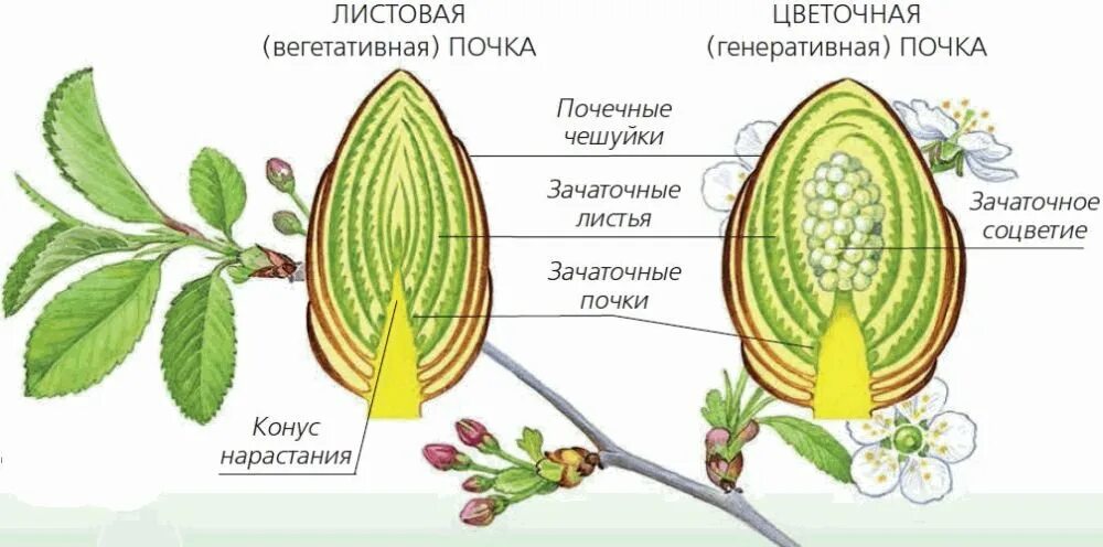 Как называют почку несущую соцветий