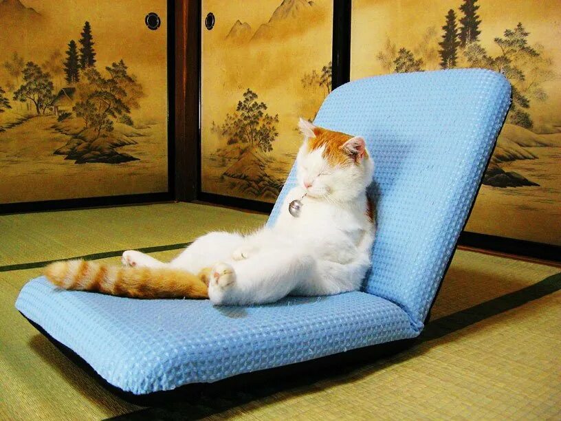 Котик расслабляется. Релаксация кот. Расслабляющие котики. Расслабленный кот