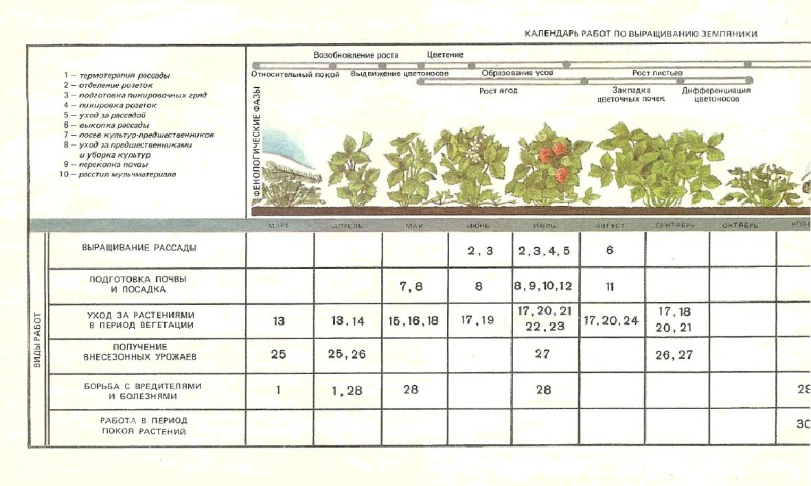 Лунный календарь для посадки земляники. Разница между клубникой и земляникой. Лунный календарь посадок. Посадочные дни картошки. Посадка клубники календарь.