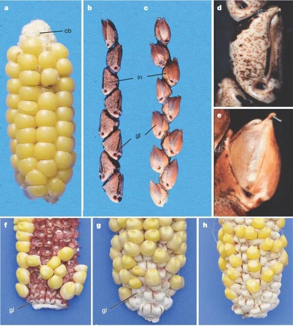 Фенотип кукурузы. Фенотип кукурузы. Строение кукурузы схема. Тип корневой системы у кукурузы. Корневая система кукурузы.