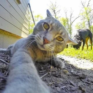 Кот мэни