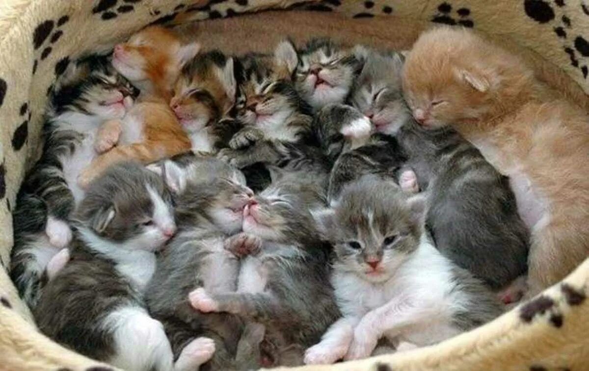 К чему снится рожающая кошка. К чему снится рожающая кошка