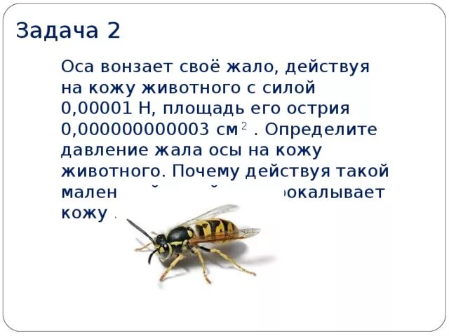 Полет осы расстояние. Давление жала осы. Давление жала пчелы. Оса вонзает жало с силой 10 -5 н.