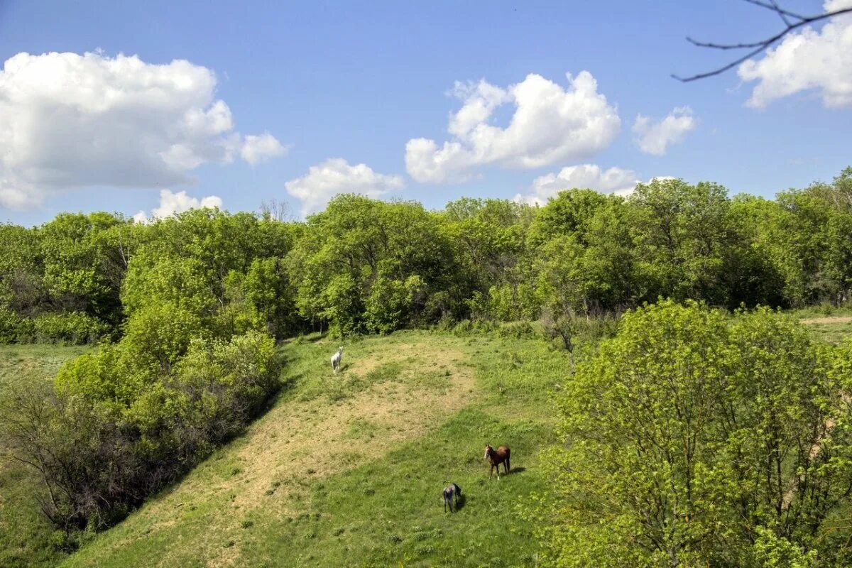 Соловьиная роща ростов-на-дону. Соловьиная роща ростов-на-дону фото. Соловьиная роща ростов. Темерницкая роща ростов на дону. Соловьиная роща ростов.