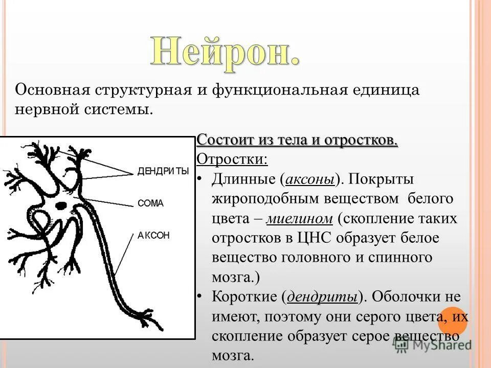 Нервные отростки головного мозга