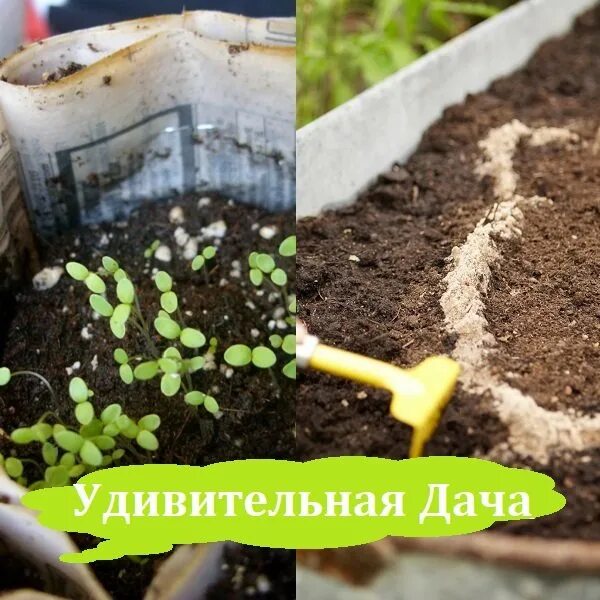 Алиссум рассада. Посадка алиссума семенами в открытый грунт весной. Посадка алиссума семенами в открытый грунт весной. Алиссум цветок рассада. Лобулярия тину тим.