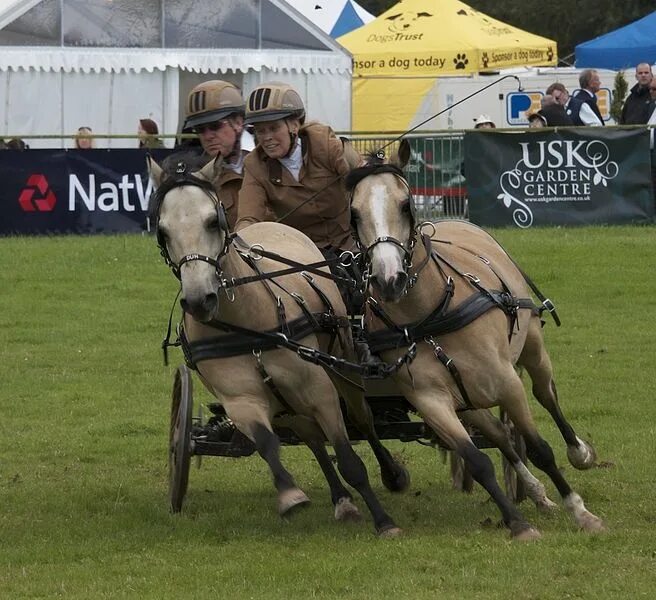 Driving horse