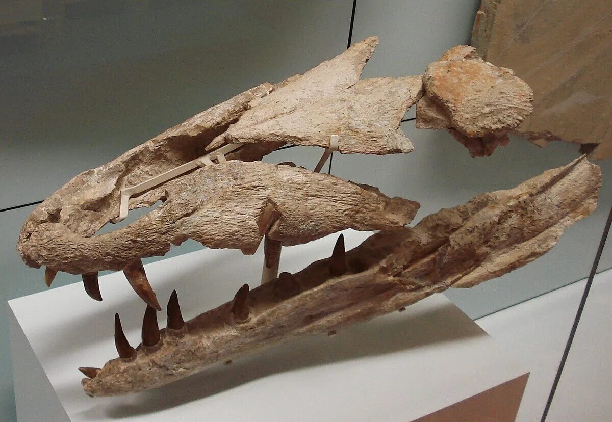 Дакозавр. Dakosaurus andiniensis. dakosaurus maximus. дакозавр (dakosaurus). крокодиломорфы мезозоя.