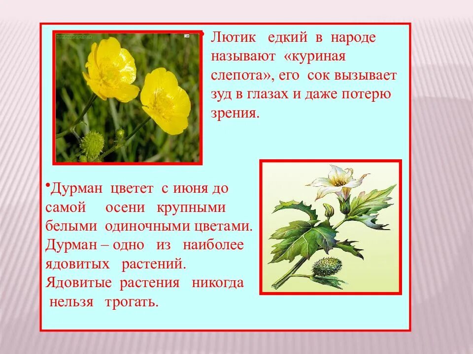 Почему цветы называют цветами