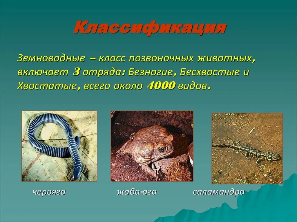 Классификация земноводного животного. Безногие земноводные систематика. хвостатые безногие бесхвостые класс земноводные. систематика амфибий. классификация амфибий.