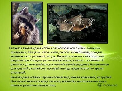 Енотовидная собака развитие с метаморфозом