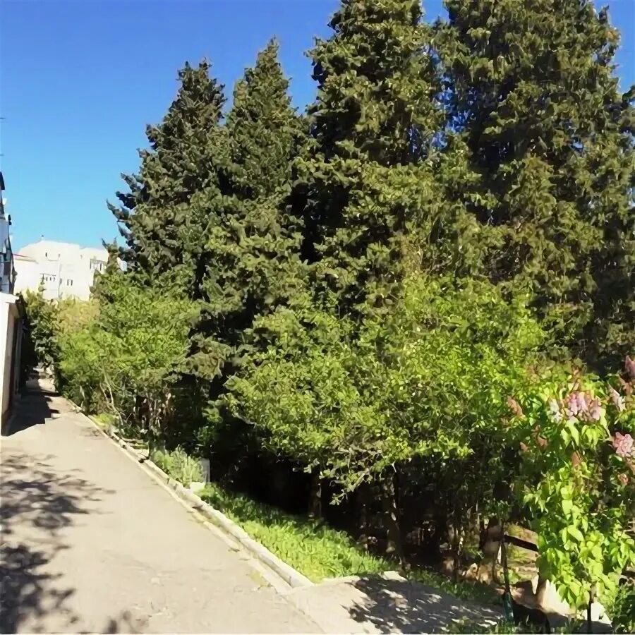 Алупка сурикова. Д. Алупка сурикова. Улица сурикова 18 алупка. Улица сурикова, 4 алупка.