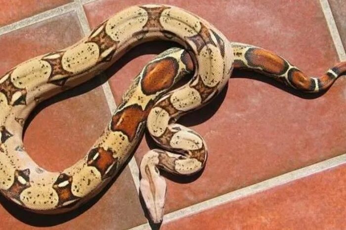 Boa Constrictor Imperator. Императорский удав локалитет Колумбия. Boa Constrictor Imperator Аргентина. Boa Constrictor Imperator Tarahumara.