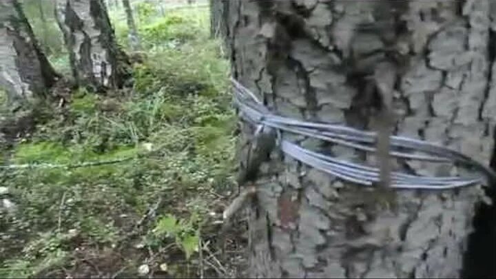 Капканы на кабанов петли. Капкан самолов на кабана. Капканы на кабанов петли. Силки петли ловушки на зайца. Браконьерские капканы на кабана.