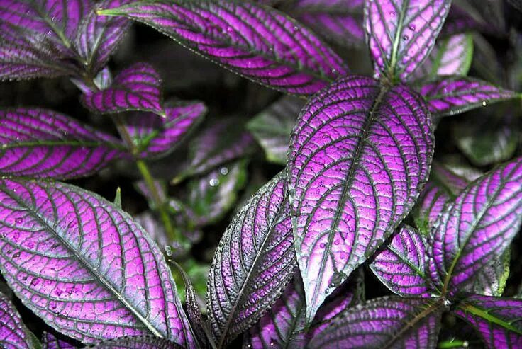 Plant,ground covering,purple,purple heart,purple heart leaves - free image from 