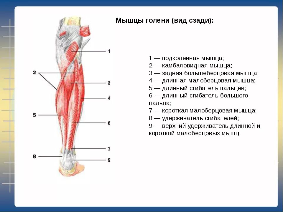 Голень у человека где находится 4 класс. Мышцы голени анатомия передняя группа мышц. Глубокий слой задней группы мышц голени. Мышцы голени передняя группа глубокий слой. Камбаловидная мышца голени.