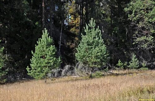 в бору говорят в лесу говорят растет. соснова лиственный лес. широколиственный лес дубрава. сибирская тайга бурелом. в бору говорят в лесу говорят растет.