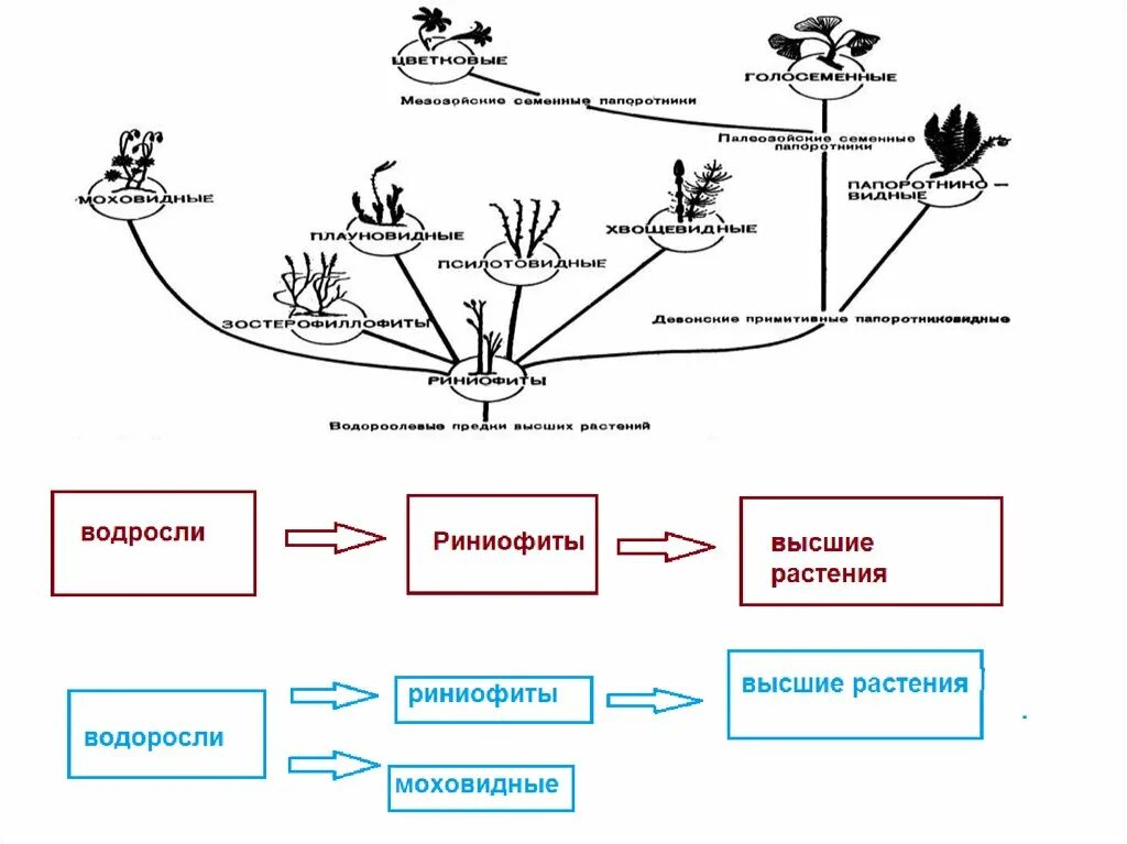 Жизненный цикл риниофитов. Псилофиты растения. Псилофиты и риниофиты строение. Риниевые псилофиты. Риниофиты эволюция растений.