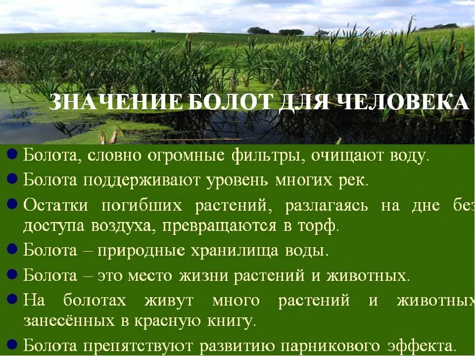 Какого значение озер в природе. Значение болот для человека. значение болота в природе. значение болот для природы и человека. значение болот в природе и жизни человека.