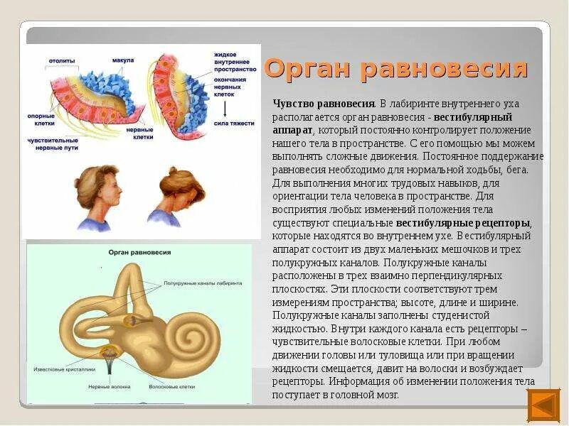 Мышечное чувство находится. Орган равновесия вестибулярный аппарат Лабиринт. Вестибулярный аппарат отолитовый аппарат. Вестибулярный анализатор 8 класс биология. Вестибулярный аппарат анатомически располагается.