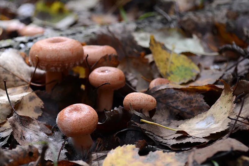 маслёнок, подосиновик, боровик, лисичка:. белый гриб подосиновик и боровик. грибы лисички и волнушки. белый подберезовик подосиновик лисичка рыжик. гриб боровик маслята белый гриб.