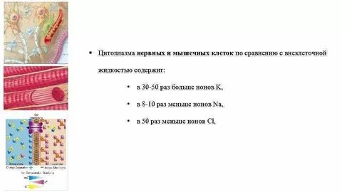 В какой ткани содержится