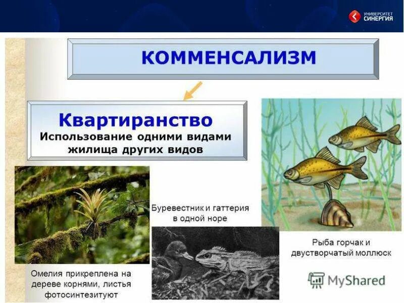 Скачать презентацию для класса Симбиоз и его виды бесплатно